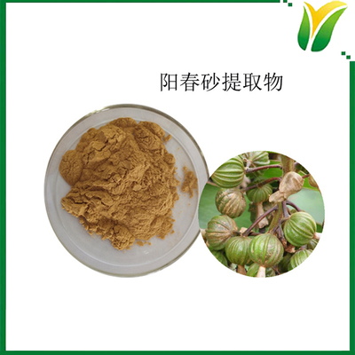 陽春砂提取物 春砂仁提取粉10:1 植物提取物